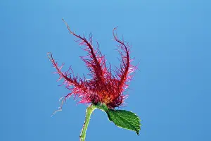 Gall: Gall Wasp / RobinIs Pincushion