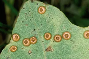 Leafs: Gall-wasp - Silk Button Spangle Galls on Oak