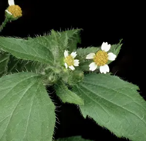 Soldier: Gallant soldier flowers