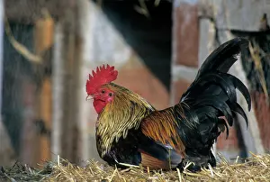 Housing: Gallic rooster on hay