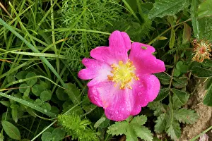 Gallica: Gallic Rose or Rose of Provence - also known as