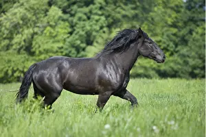 Draught: Gallop of a Percheron drought in a meadow Bouxwiller France