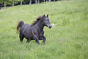 Draught: Gallop of a Percheron drought in a meadow Bouxwiller France