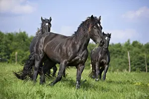 Draught: Gallop of Percheron droughts in a meadow Bouxwiller France