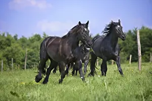 Draught: Gallop of Percheron droughts in a meadow Bouxwiller France