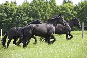 Draught: Gallop of Percheron droughts in a meadow Bouxwiller France