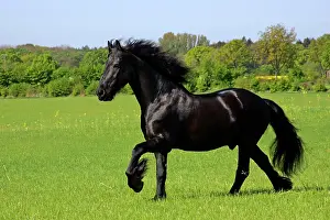 Galloping: Galloping frisian horse - gelding (Equus przewalskii
