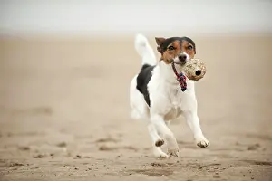 Fetch: Galloping Jack Russell Terrier on the beach