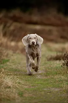 Weimaraner: Galloping Weimaraner puppy