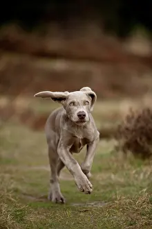 Weimaraner: Galloping Weimaraner puppy