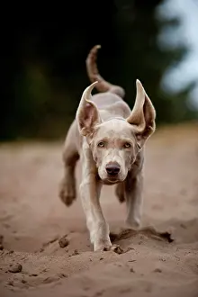 Weimaraner: Galloping Weimaraner puppy