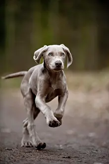 Weimaraner: Galloping Weimaraner puppy