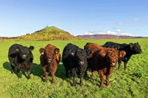 Galloway: Galloway cattle (Bos primigenius taurus) on pasture