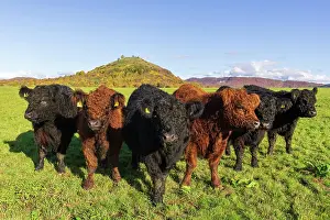 Galloway: Galloway cattle (Bos primigenius taurus), Swabian