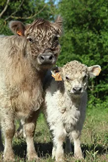 Varieties: Galloway cow and her calf in Vaucluse - France