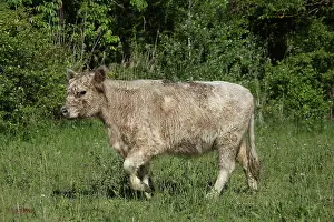 Varieties: Galloway cow in Vaucluse - France