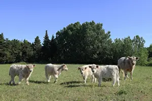 Grounds: Galloway cows and their calves in Vaucluse - France