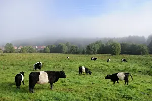 Environments: Galloway Cows in meadow - Northern Vosges France