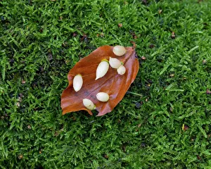 Gall: Galls of the beech gall midge (Mikiola fagi), Germany