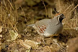 Gambelii: Gambel's Quail