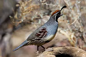 Quails: Gambel's Quail