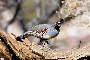 Quails: Gambel's Quail