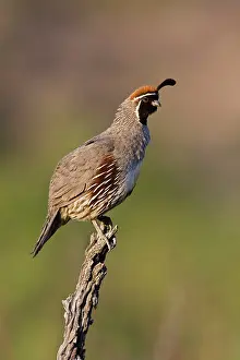 Quails: Gambel's Quail