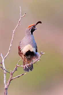 Gambelii: Gambel's Quail