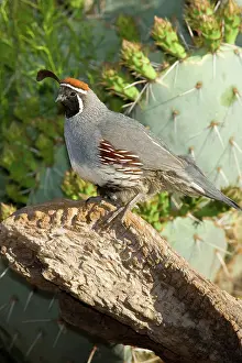 Quail: Gambel's Quail