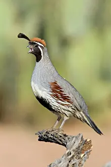 Quail: Gambel's Quail