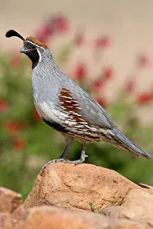Quail: Gambel's Quail