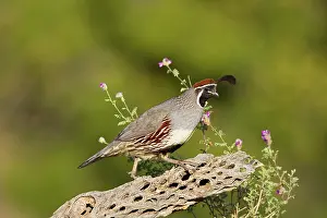 Quails: Gambel's Quail. Adult male