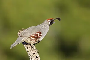 Quails: Gambel's Quail - adult male