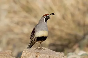 Quails: Gambel's Quail - adult male