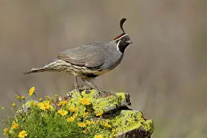 Quails: Gambel's Quail - adult male