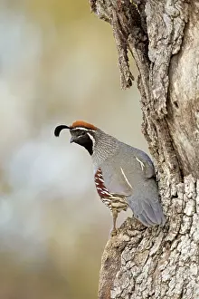 Quails: Gambel's Quail - adult male