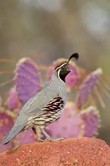 Quails: Gambel's Quail - adult male