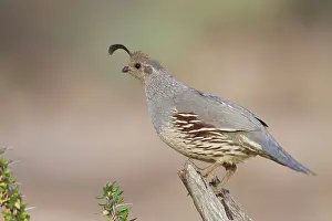 Quails: Gambel's Quail - adult male