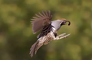 Quails: Gambel's Quail - adult male in flight