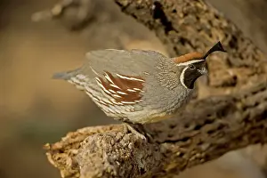 Gambelii: Gambel's Quail - Arizona