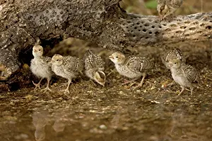 Quails: Gambel's Quail - Babies drinking from temporary pool
