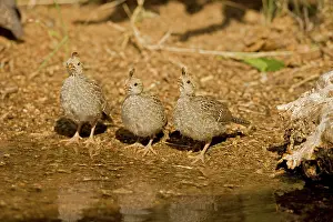 Quails: Gambel's Quail - Babies drinking from temporary pool