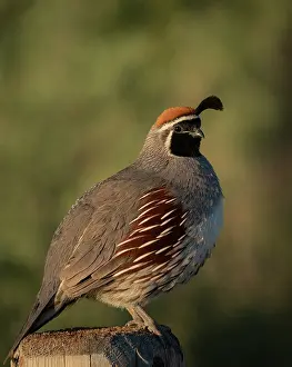 Plume: Gambel's quail, Bosque del Apache National Wildlife