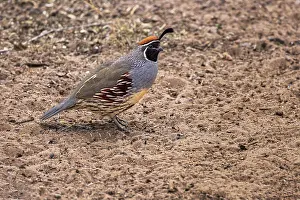 Beige: Gambel's quail, Bosque del Apache National Wildlife Refuge