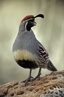 Found: Gambel's Quail (Callipepla gambelii) - Arizona