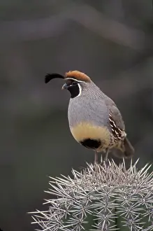 Quail: Gambels Quail (Callipepla gambelii) - Arizona - Replaces th