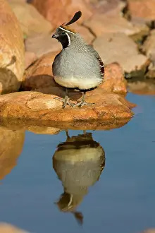 Gambelii: Gambel's Quail (Callipepla gambelii) male