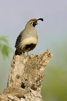 Gambelii: Gambel's Quail (Callipepla gambelii) male
