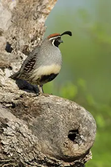 Gambelii: Gambel's Quail (Callipepla gambelii) male