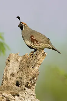 Gambelii: Gambel's Quail (Callipepla gambelii) male